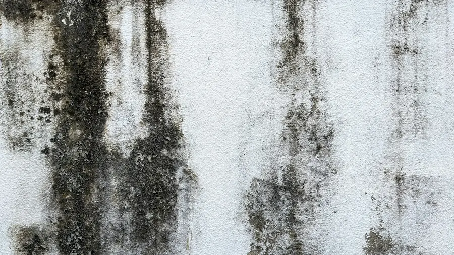 Dark mold spreading across a white interior wall